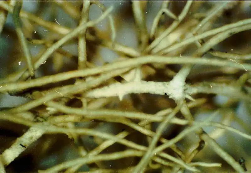 Long pale green strands of Methuselah's beard lichen hanging from a forest branch.