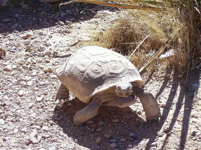 A desert tortoise on pale rock, seen from the side, with its head extended.