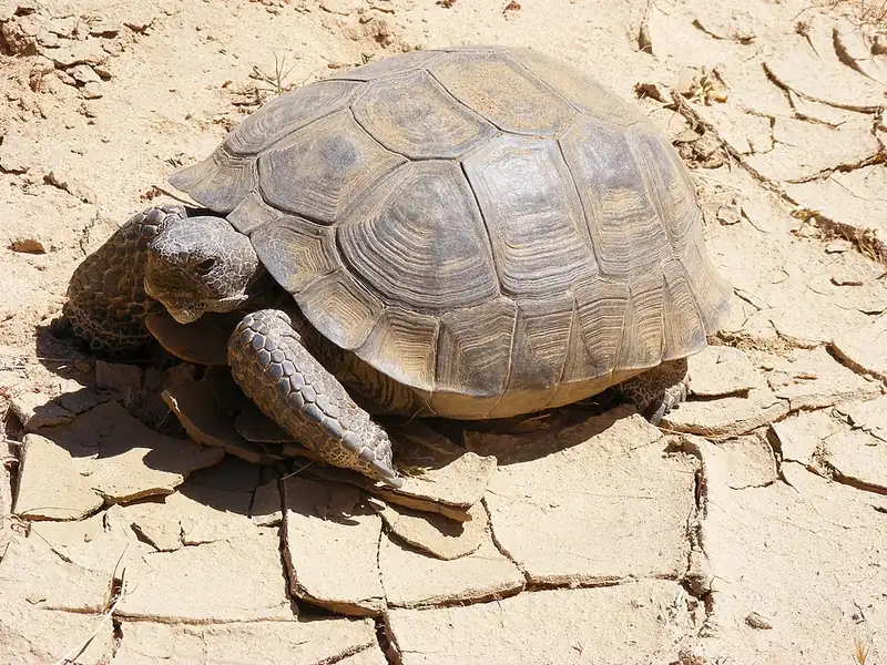A Mojave desert tortoise walking across sandy desert ground, showing its dome-shaped shell and thick legs.