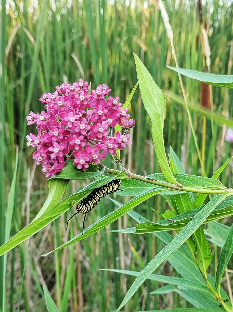 A yellow, black, and white striped monarch caterpillar feeding on a green swamp milkweed leaf.