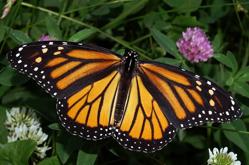 A monarch butterfly with open orange wings marked by black veins and white-spotted borders, resting on a flowering plant.