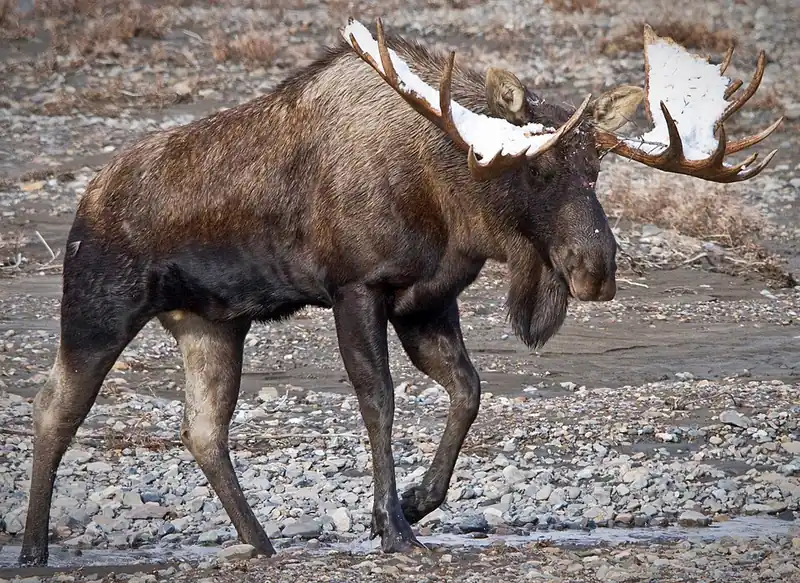 A bull moose in Denali National Park with early snow on its antlers.