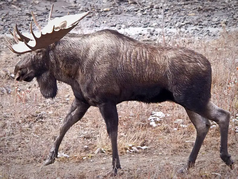 A bull moose with large antlers standing in autumn brush.