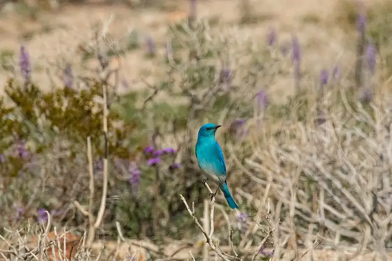 A male mountain bluebird perched on a bare twig amid dry brush and purple wildflowers.