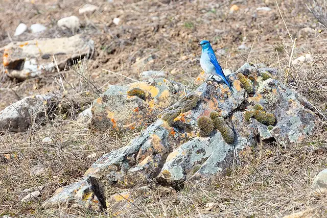 A male mountain bluebird, sky-blue all over, perched on a lichen-covered rock in dry grassland.