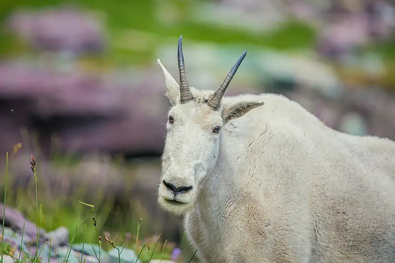 A white mountain goat with black horns standing on a rocky slope.