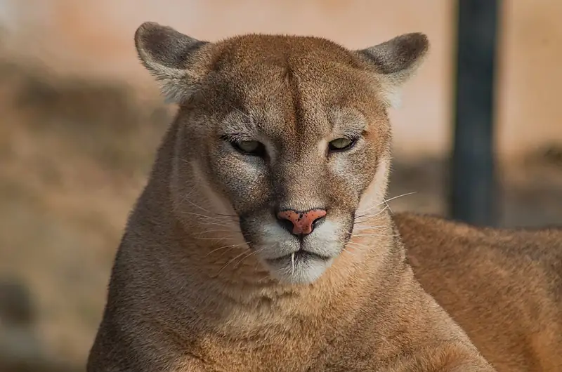 A mountain lion walking forward, showing its long tail and powerful shoulders.