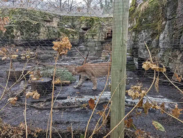 A mountain lion resting on rocky ground, its tan coat and long thick tail visible.
