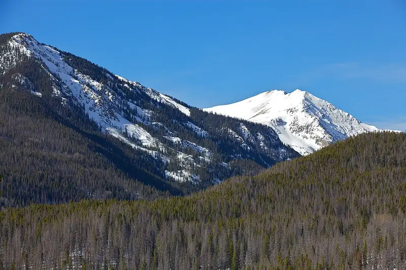 A hillside of dead, rust-red pine trees among still-green ones in Rocky Mountain National Park.
