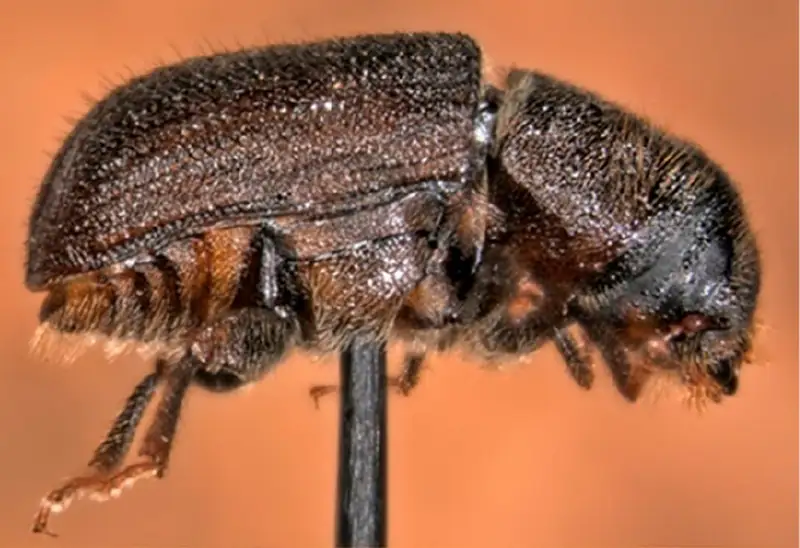 A dark brown mountain pine beetle on pale wood.