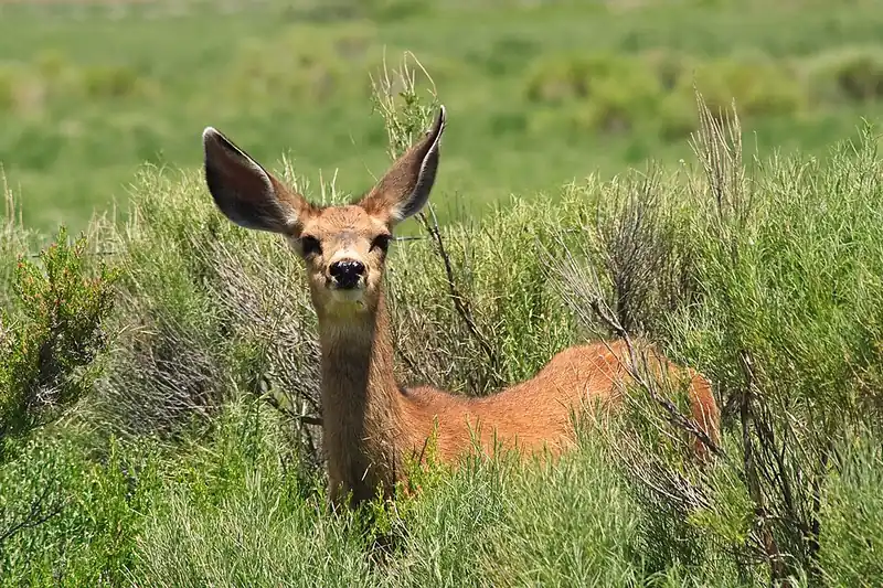A mule deer standing in dry brush in Colorado.