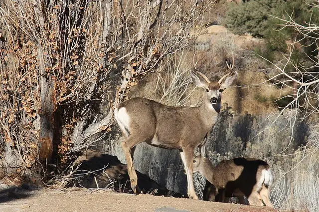 A male mule deer facing the camera, showing its large ears.