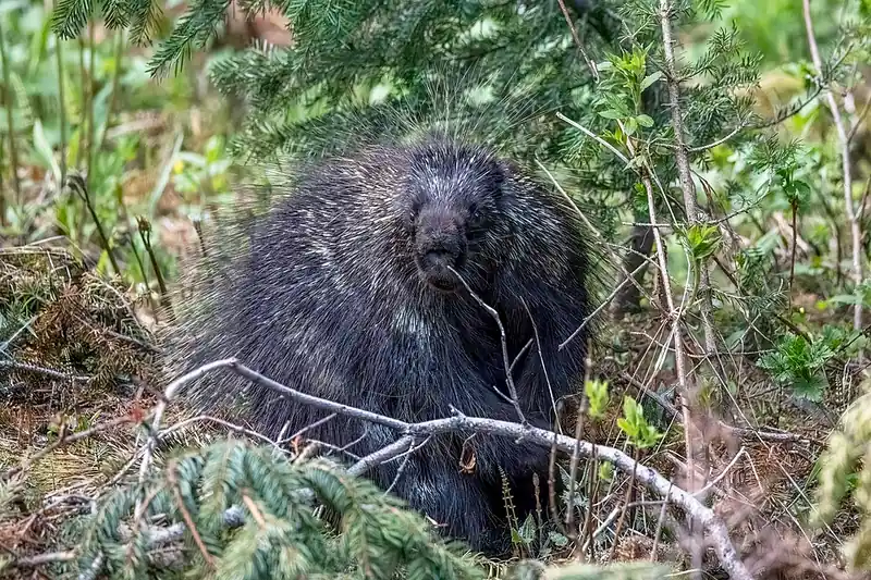 A North American porcupine close up, showing its quills and small face.