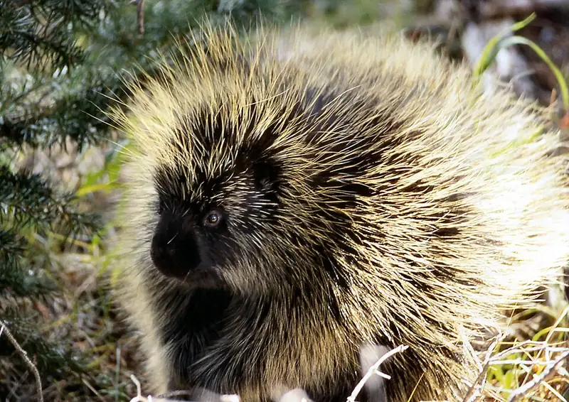 A North American porcupine on the ground, its quill-covered back visible.