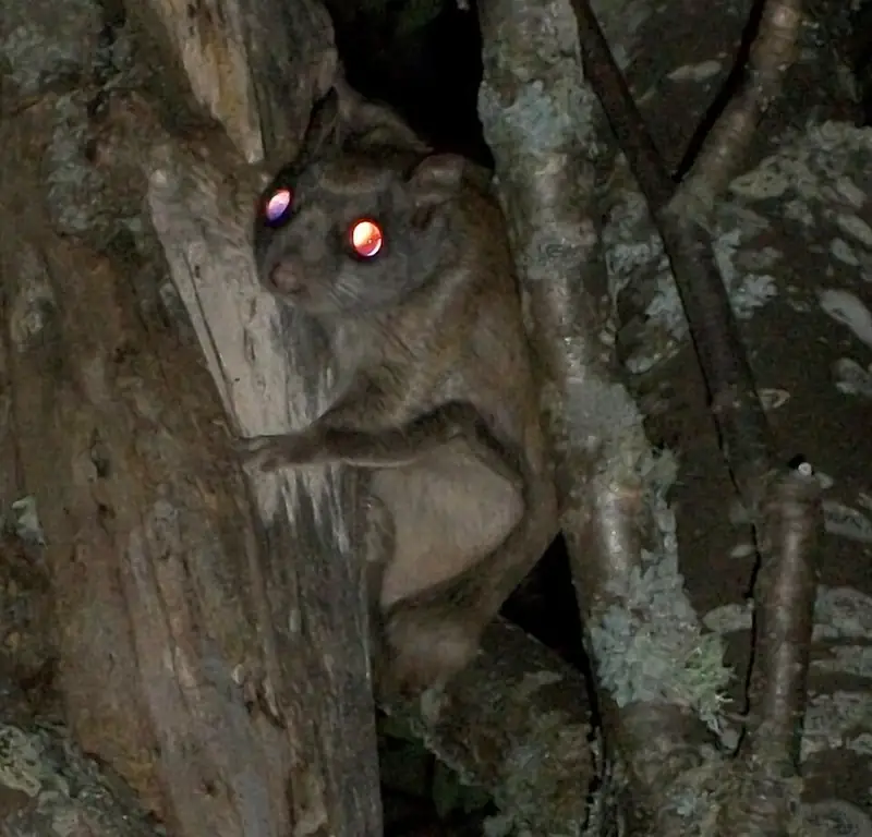 A northern flying squirrel perched on a tree trunk in a forest in Ontario.