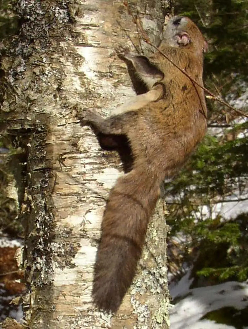 A northern flying squirrel clinging to bark, its patagium skin fold visible along its side.