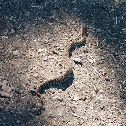 A young Northern Pacific rattlesnake on the ground, showing its patterned young coloring.