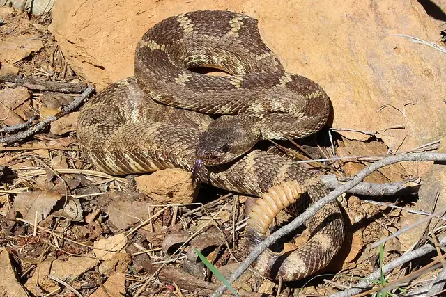 A Northern Pacific rattlesnake coiled in a defensive posture on rocky ground.