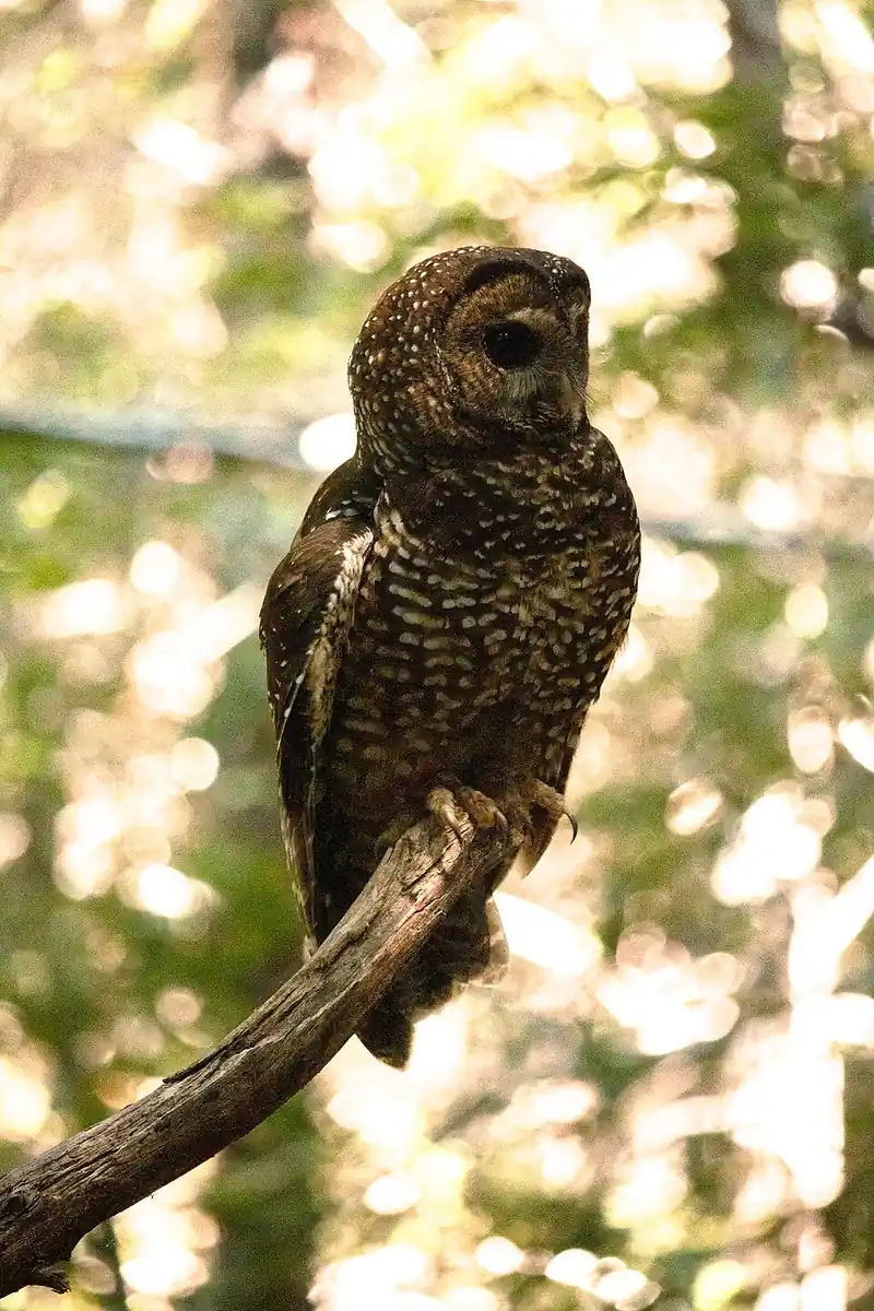 An adult female northern spotted owl looking to the side while perched in a forest.