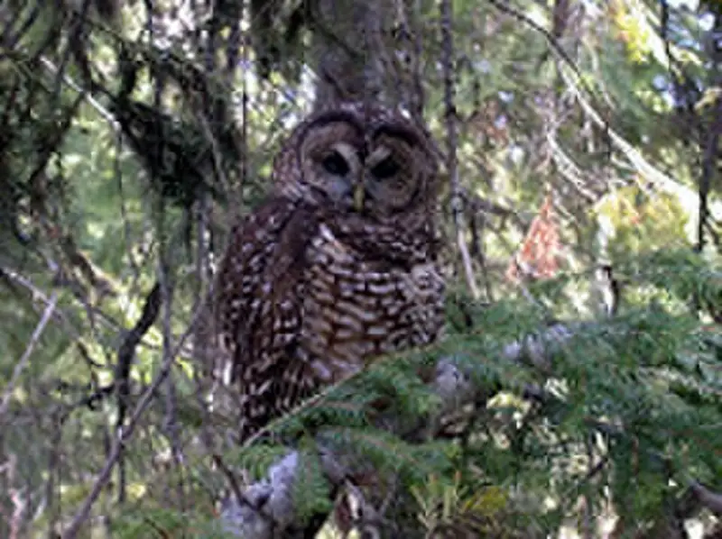 A northern spotted owl perched on a branch, its dark brown feathers marked with white spots.