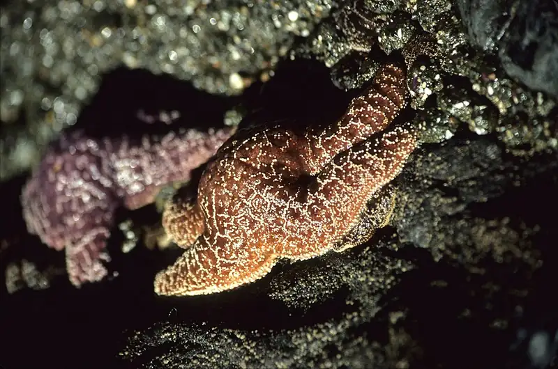 An orange ochre sea star among mussels and barnacles on a rocky shore.