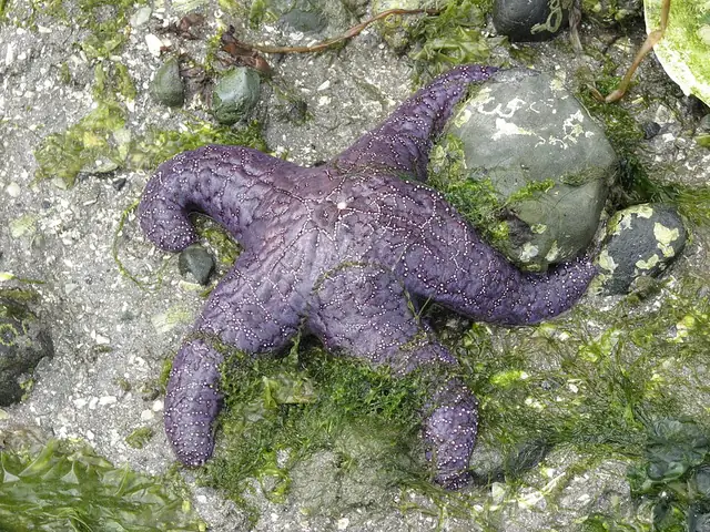 A purple ochre sea star with five thick arms clinging to a wet rock at the tide line.