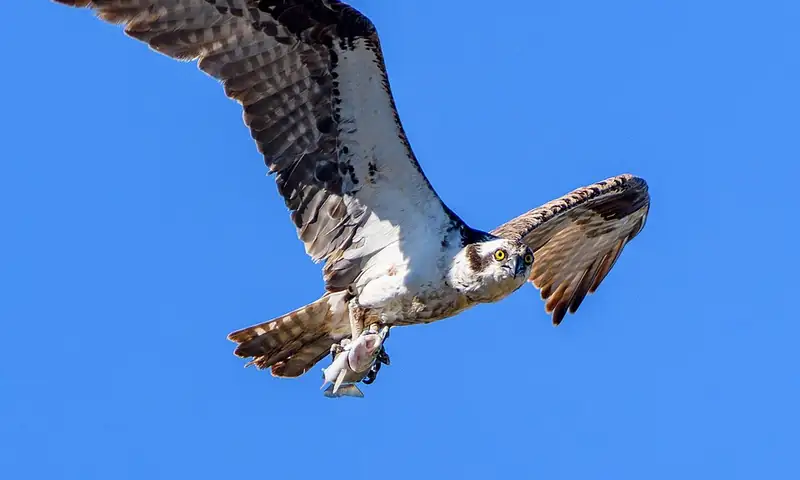 An osprey flying with a fish gripped in its talons, the fish's head turned forward in the direction of flight.
