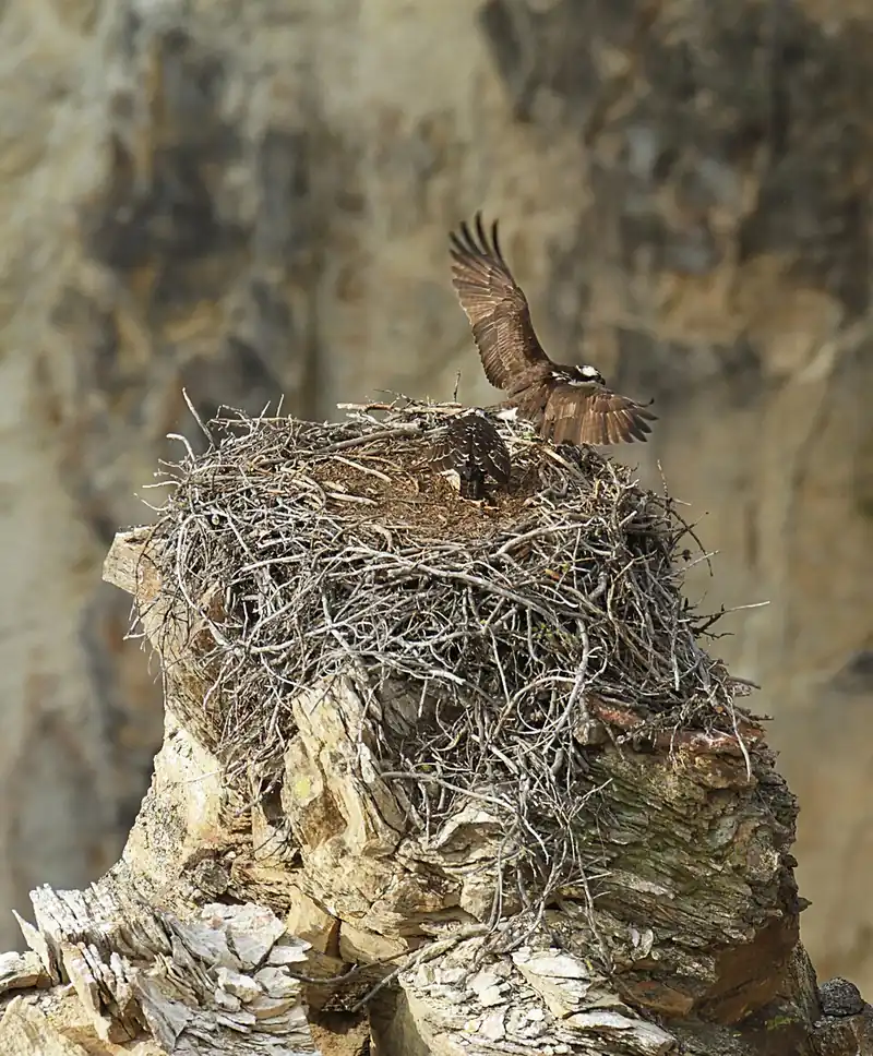 An adult osprey coming in to land at a nest, wings spread and feet extended forward.