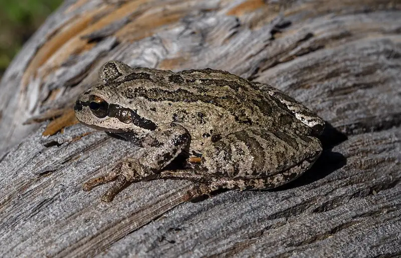 A brown-colored Pacific chorus frog, the same species in its other color phase.