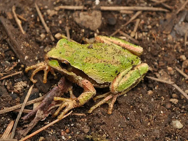 A green Pacific chorus frog with a dark eye stripe perched on a leaf.