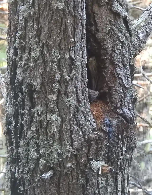 A Pacific marten peering out from inside a hollow in a tree trunk.
