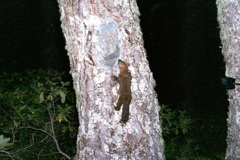 A Humboldt marten climbing a tree trunk toward a bait station at night, photographed by a trail camera in Six Rivers National Forest in 1996.
