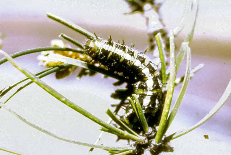 A spiny pandora moth caterpillar on a pine branch.