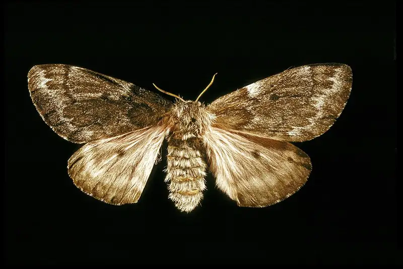A large gray pandora moth with broad wings resting on bark.