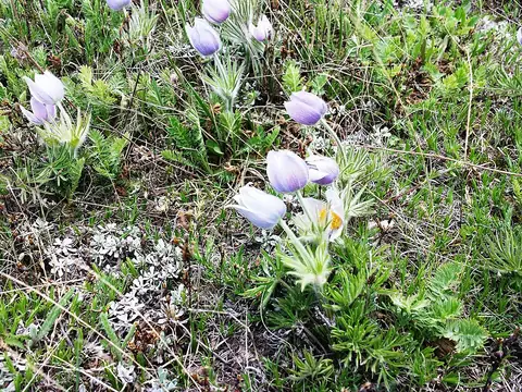 Purple pasqueflowers with hairy stems and leaves, one flower open to show a pale yellow center, growing among grass and lichen.
