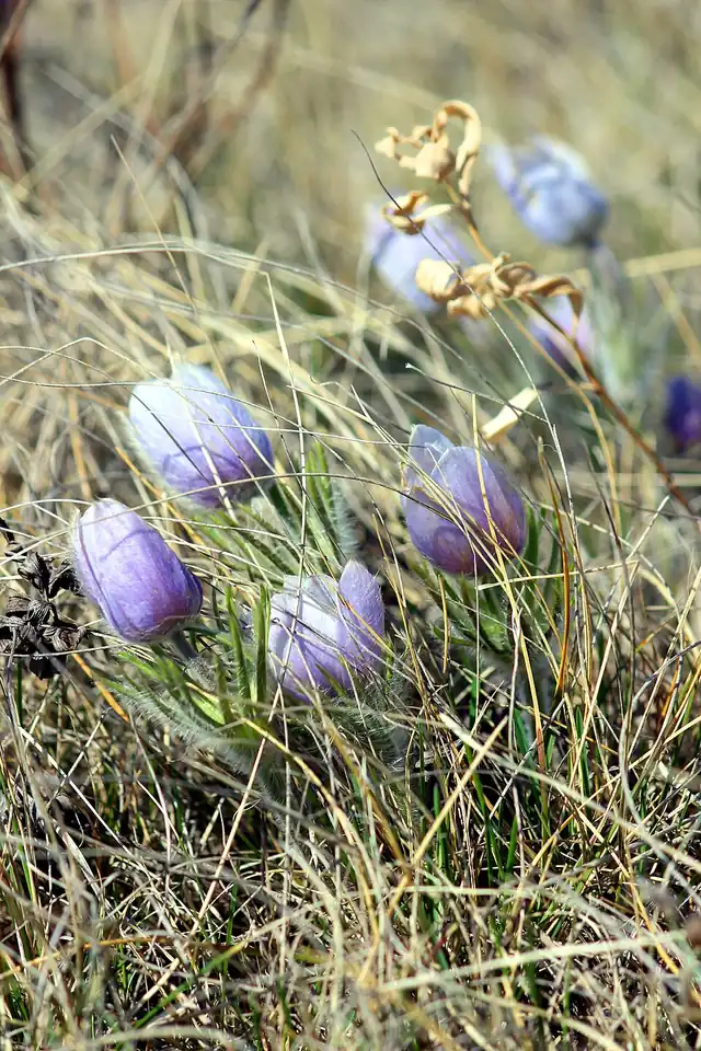 Several pale purple, cup-shaped pasqueflowers with hairy stems growing low in dry prairie grass.