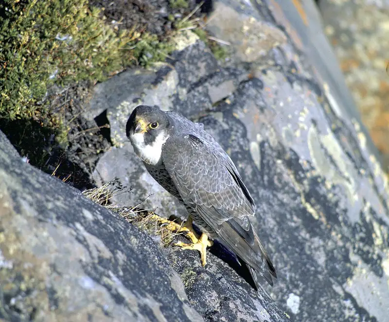 An adult peregrine falcon at its cliff-ledge nest in Alaska.