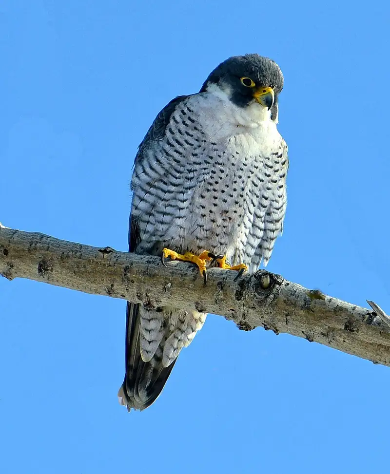 A male peregrine falcon perched, showing its dark gray-blue back, barred white chest, and dark helmet-like head markings.