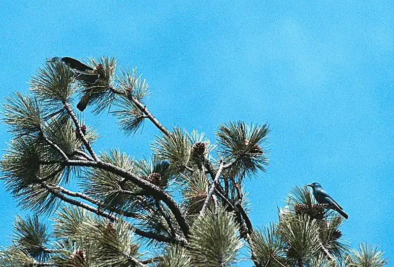 A group of pinyon jays foraging together in the top of a tree.