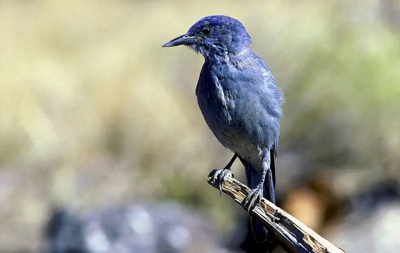 A pinyon jay perched on a branch, showing its dusty blue-gray feathers and short tail.