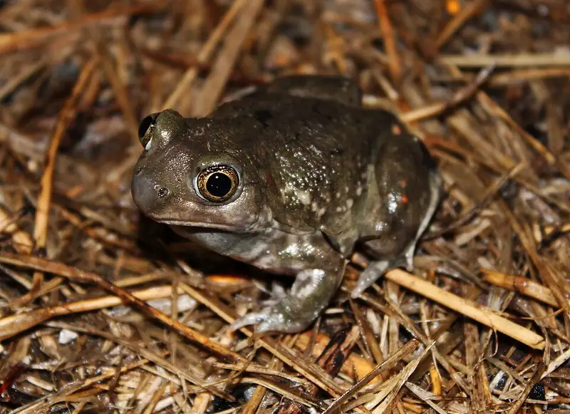 A plains spadefoot toad seen close up on the ground, showing its mottled gray-brown skin.