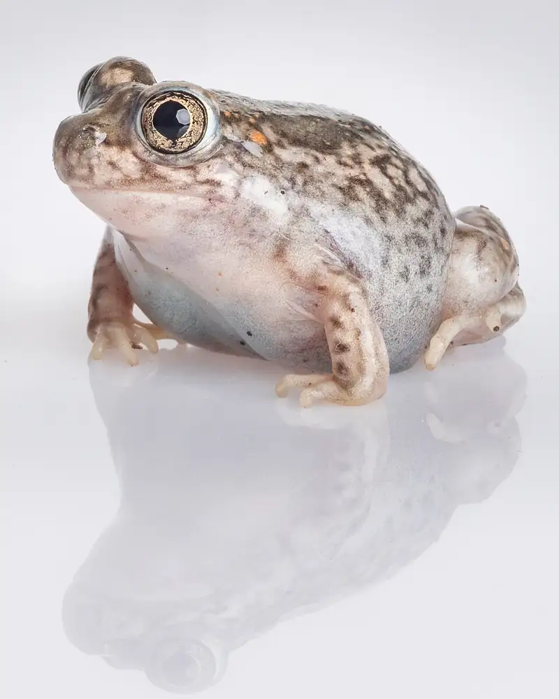 A plains spadefoot toad on bare ground, showing its vertical cat-like pupils and rounded body.