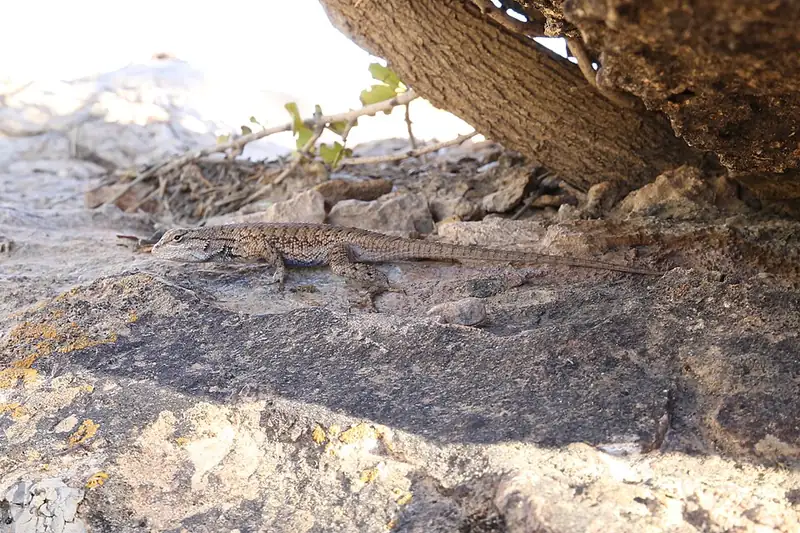 A plateau fence lizard on rock and sand.