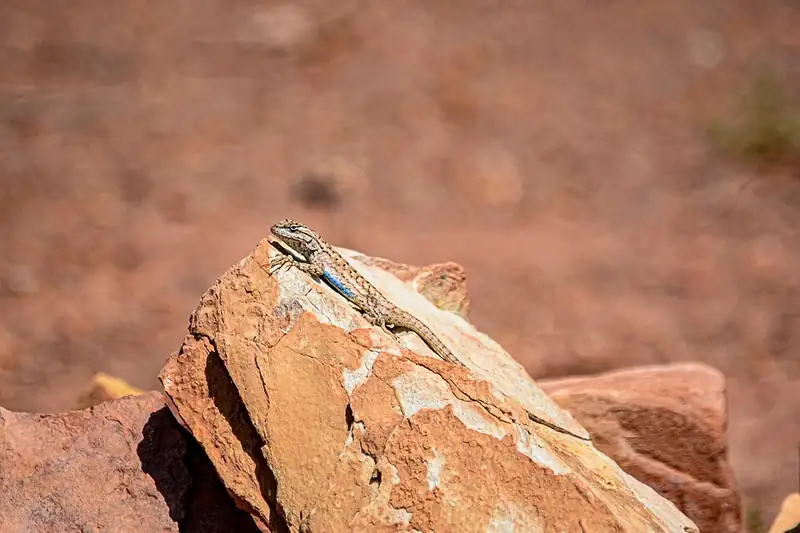 A plateau fence lizard resting on a rock, showing its gray-brown, keeled scales.