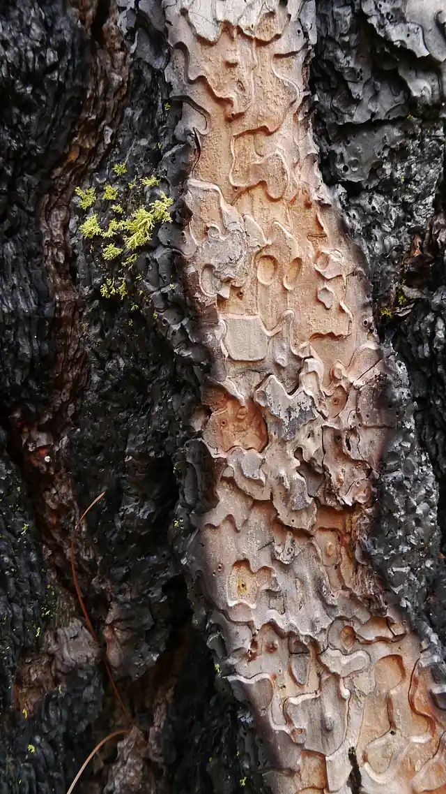 Ponderosa pine bark charred black along the base from a ground fire.