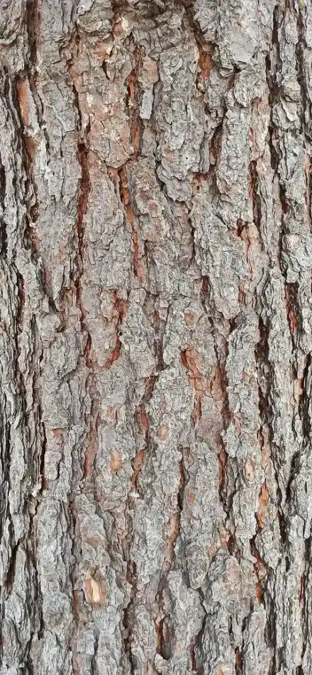 The orange, puzzle-piece plated bark of a mature ponderosa pine trunk.