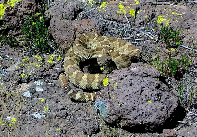 A prairie rattlesnake stretched out on sandy ground near sparse grass.