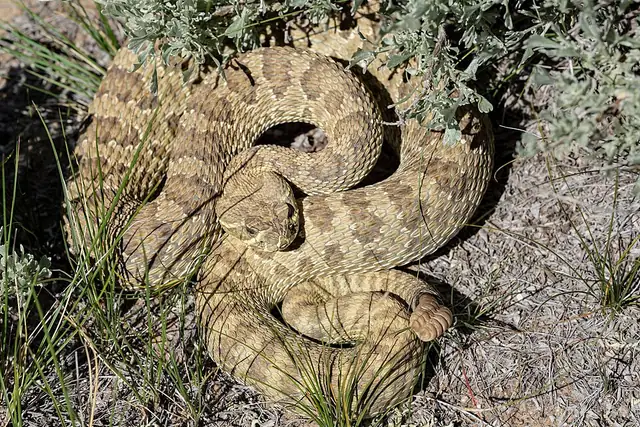 A prairie rattlesnake coiled on the ground with its tail rattle visible against dry grass.