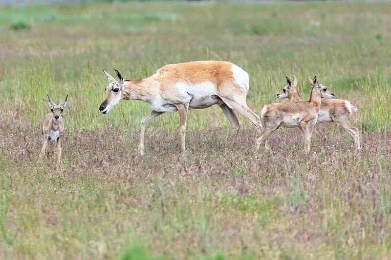 A female pronghorn standing with her three young fawns in short grass.