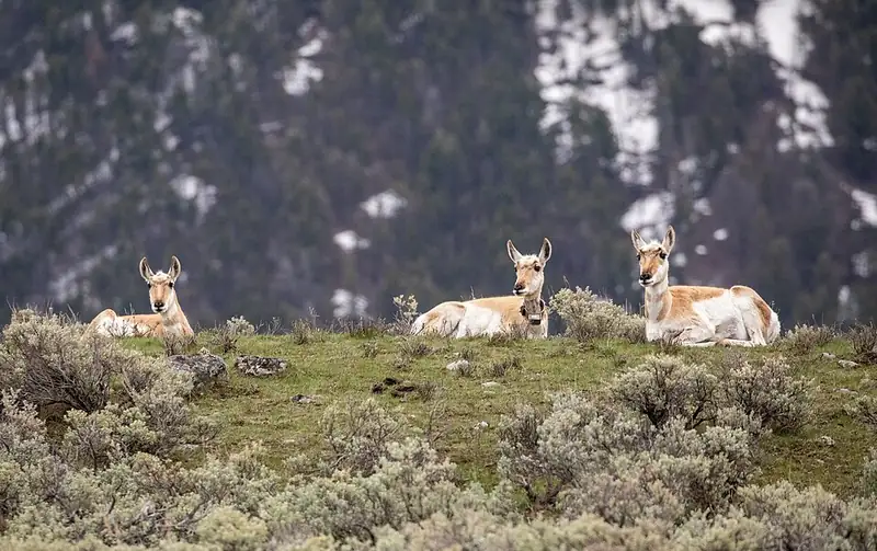 A single pronghorn standing in open grassland, alert with ears forward.